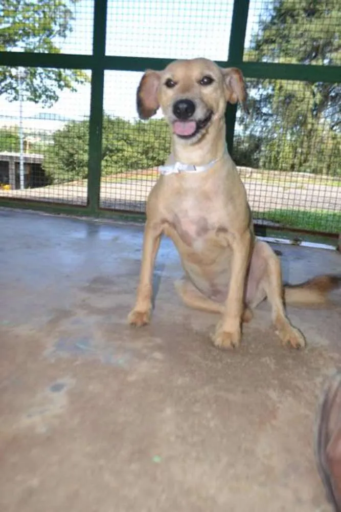 Cachorro ra a SRD idade 2 anos nome FLORA - Uma graça d