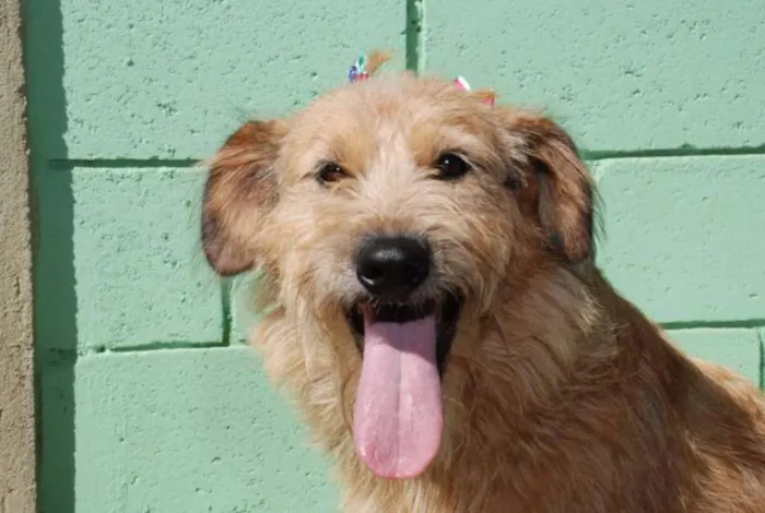 Cachorro ra a SRD idade 2 anos nome FLORA - Uma graça d