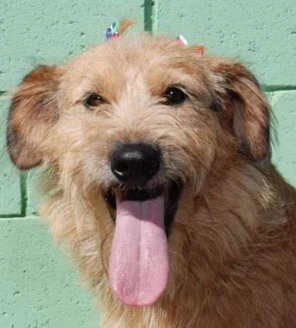Cachorro ra a SRD idade 2 anos nome FLORA - Uma graça d