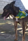 JORGINHO - Um fofís