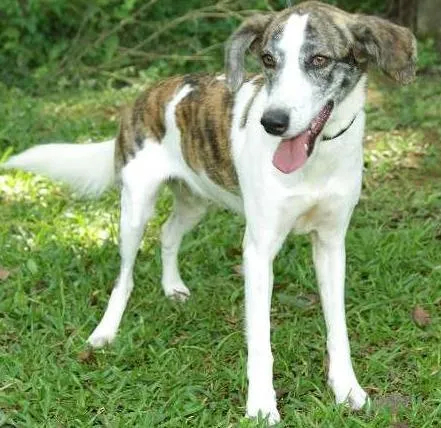 Cachorro ra a SRD idade 2 anos nome CLARINHA - Uma bebe