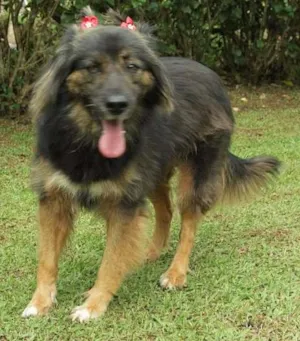 Cachorro raça SRD idade 3 anos nome PEPITA - uma raposi