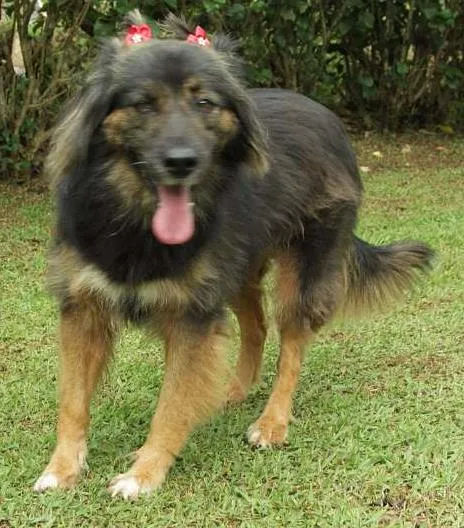Cachorro ra a SRD idade 3 anos nome PEPITA - uma raposi