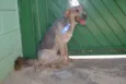 RUFFUS - um principe!  