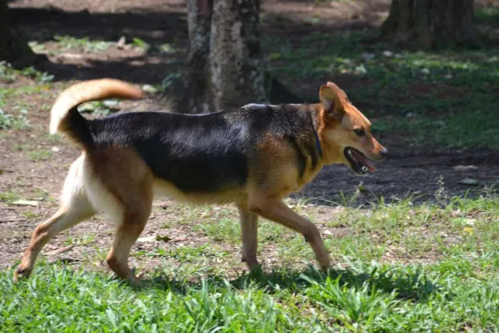 Cachorro ra a SRD idade 2 anos nome FRIDA - Uma paixão!