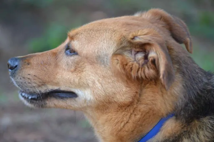 Cachorro ra a SRD idade 2 anos nome FRIDA - Uma paixão!