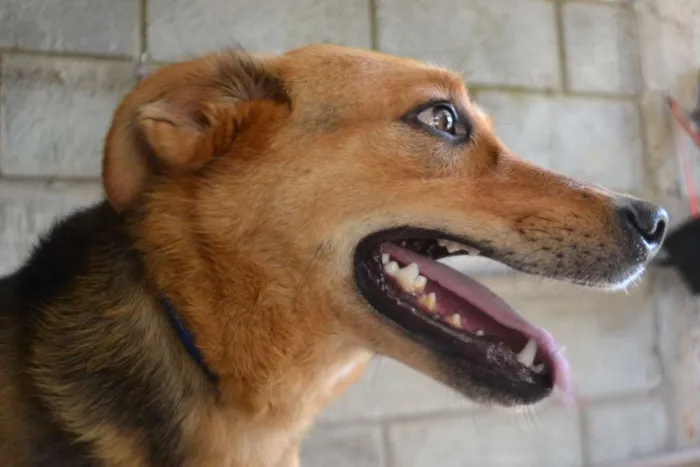 Cachorro ra a SRD idade 2 anos nome FRIDA - Uma paixão!