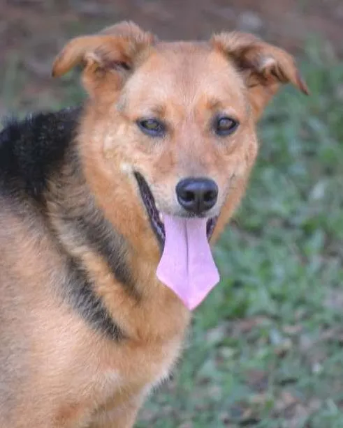 Cachorro ra a SRD idade 2 anos nome FRIDA - Uma paixão!