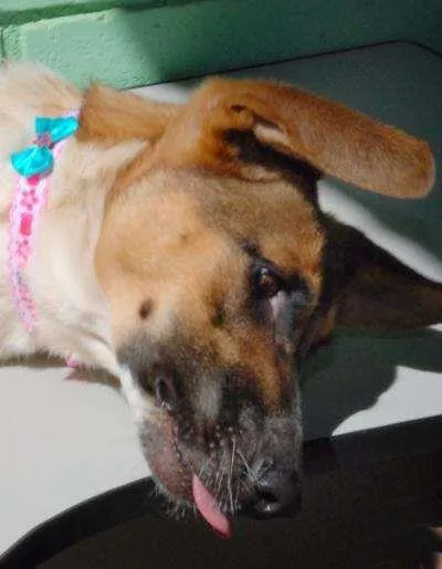 Cachorro ra a SRD idade 5 anos nome VIDINHA - Muito linda!