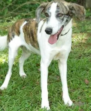 Cachorro raça SRD idade 2 anos nome CLARINHA - Uma bebe