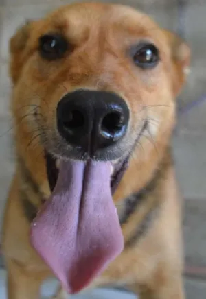 Cachorro raça SRD idade 2 anos nome FRIDA - Uma paixão!
