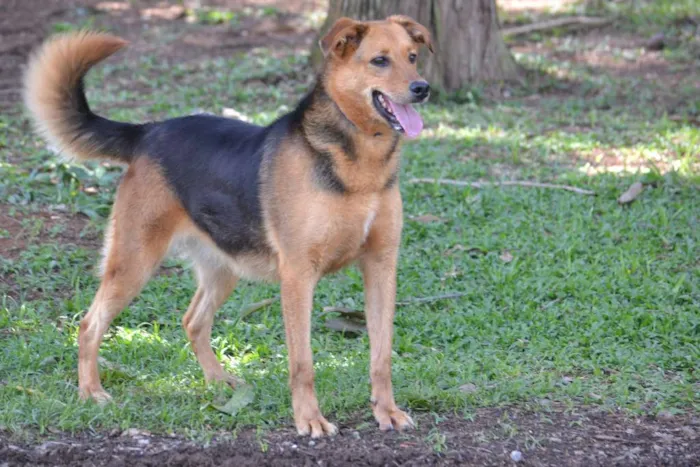 Cachorro ra a SRD idade 3 anos nome FRIDA - Uma paixão! 