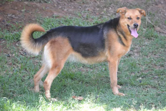 Cachorro ra a SRD idade 3 anos nome FRIDA - Uma paixão! 