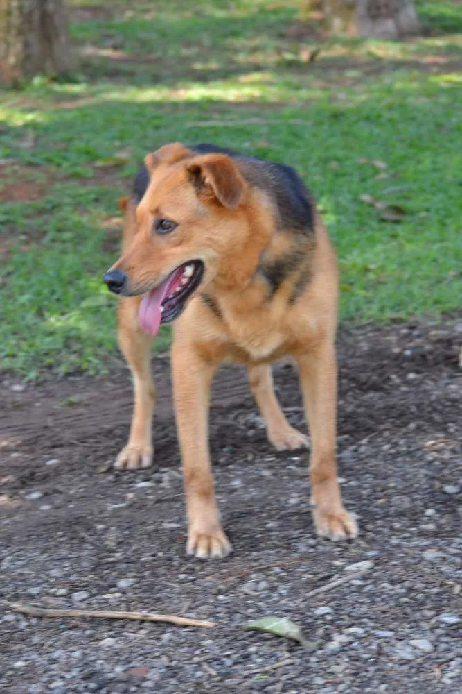 Cachorro ra a SRD idade 3 anos nome FRIDA - Uma paixão! 