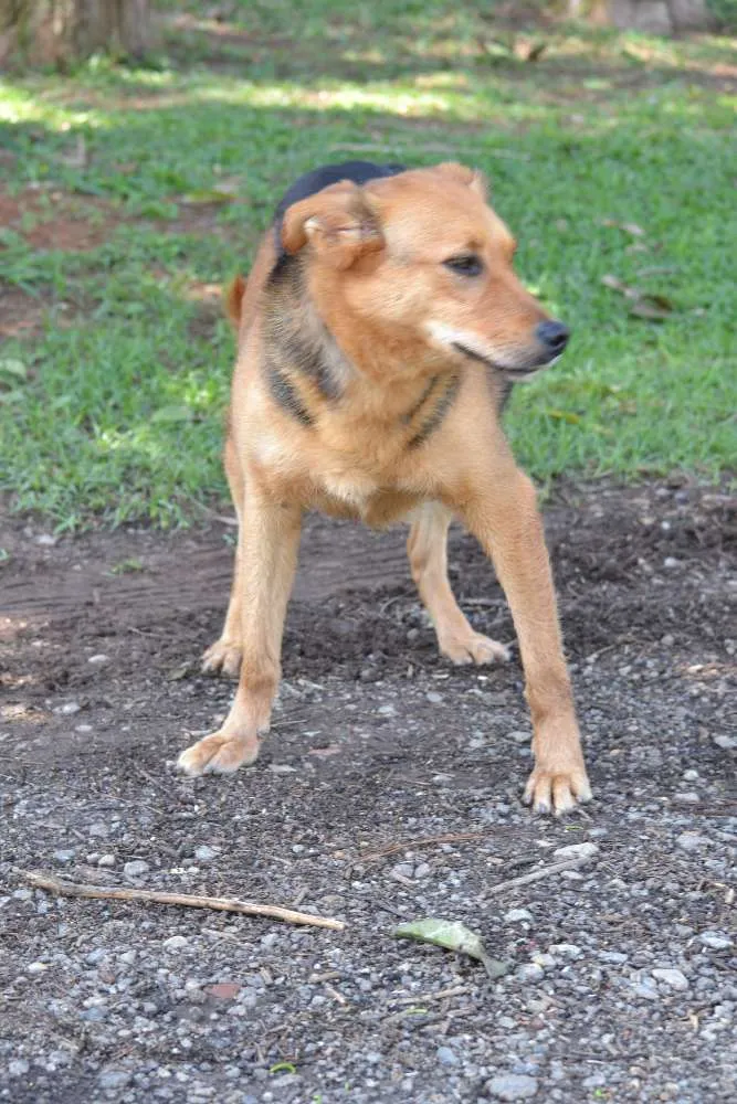 Cachorro ra a SRD idade 3 anos nome FRIDA - Uma paixão! 