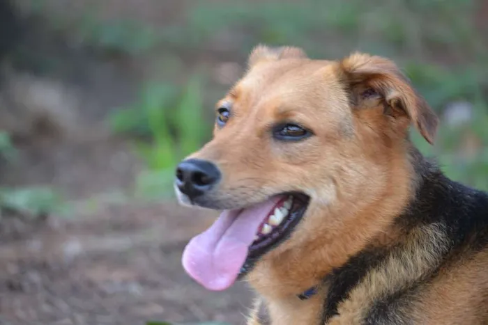Cachorro ra a SRD idade 3 anos nome FRIDA - Uma paixão! 