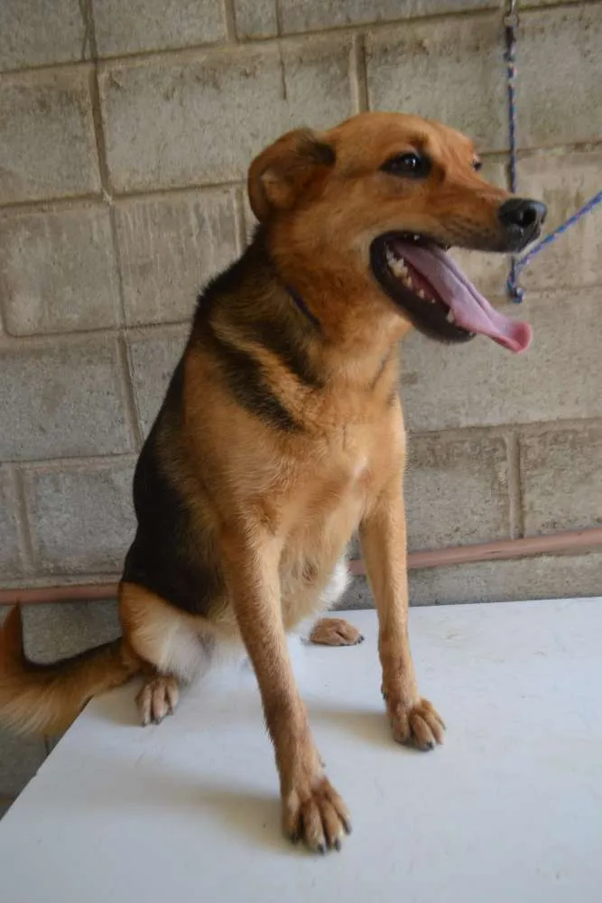 Cachorro ra a SRD idade 3 anos nome FRIDA - Uma paixão! 