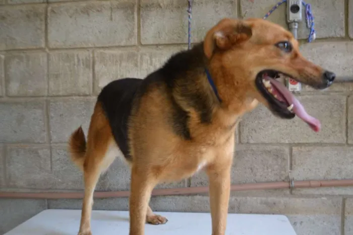 Cachorro ra a SRD idade 3 anos nome FRIDA - Uma paixão! 
