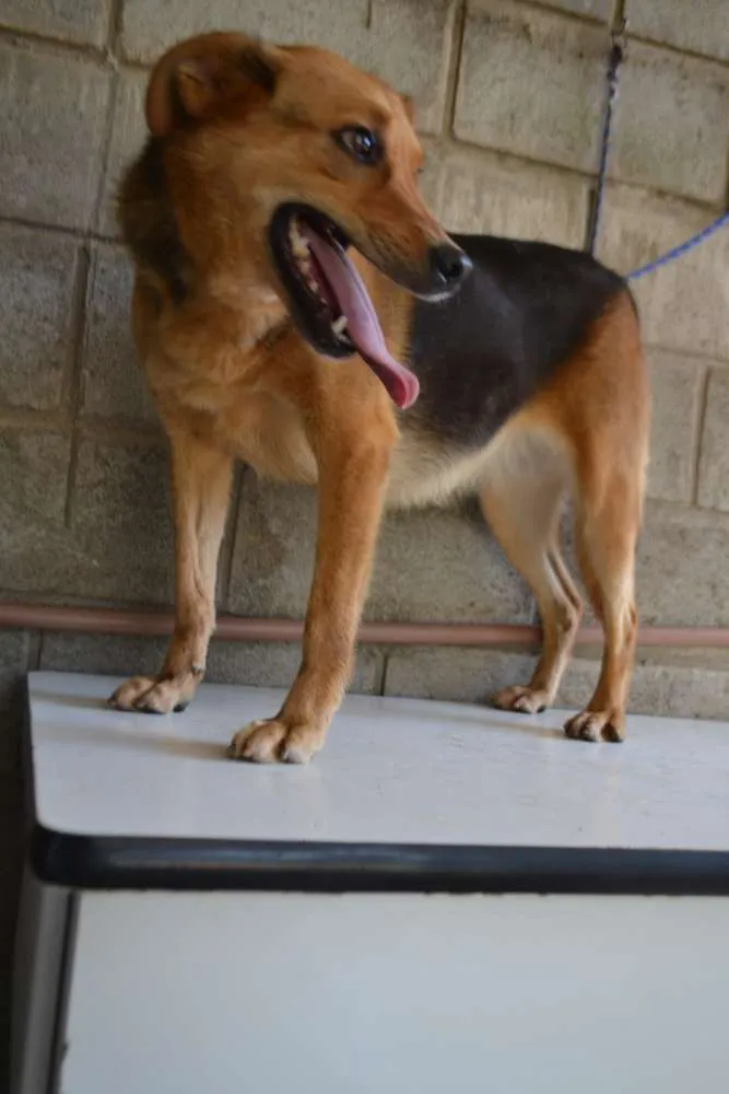 Cachorro ra a SRD idade 3 anos nome FRIDA - Uma paixão! 