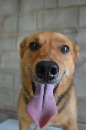 Cachorro raça SRD idade 3 anos nome FRIDA - Uma paixão! 