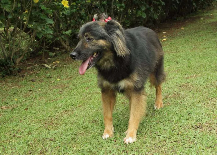 Cachorro ra a SRD idade 3 anos nome PEPITA - uma raposi