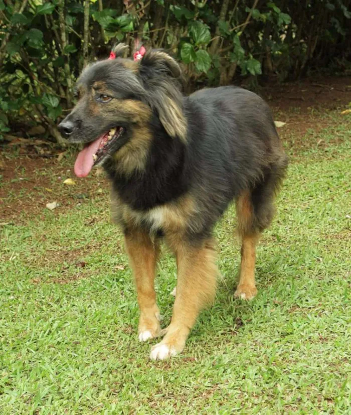 Cachorro ra a SRD idade 3 anos nome PEPITA - uma raposi