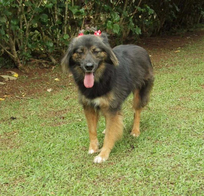 Cachorro ra a SRD idade 3 anos nome PEPITA - uma raposi