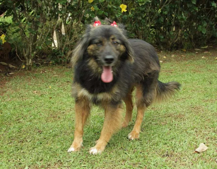 Cachorro ra a SRD idade 3 anos nome PEPITA - uma raposi