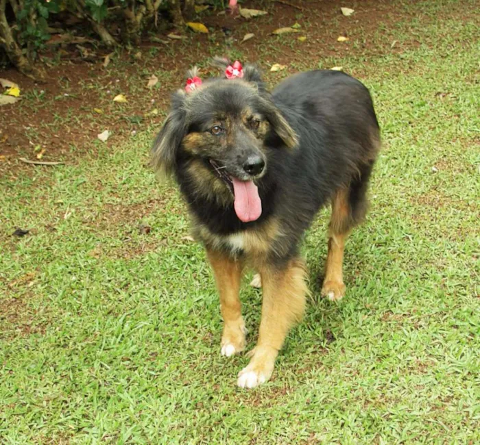 Cachorro ra a SRD idade 3 anos nome PEPITA - uma raposi