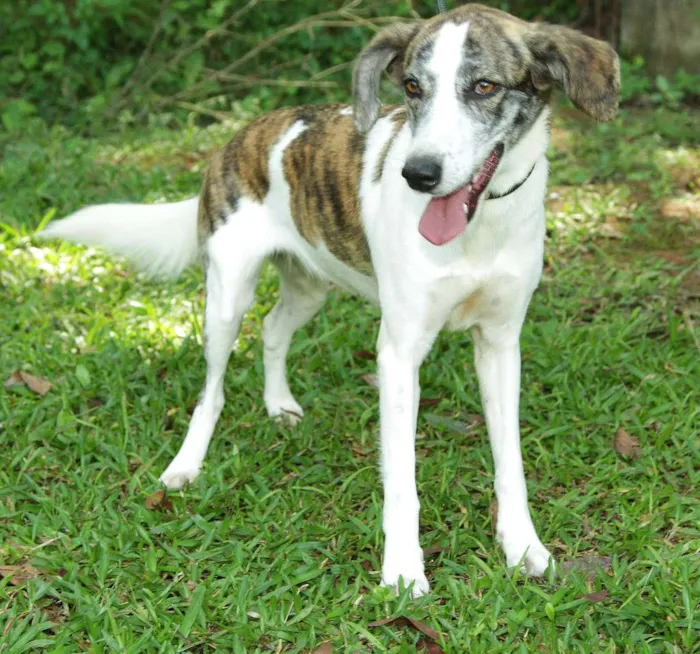 Cachorro ra a SRD idade 2 anos nome CLARINHA - Uma bebe