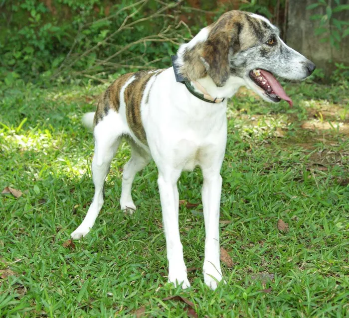 Cachorro ra a SRD idade 2 anos nome CLARINHA - Uma bebe