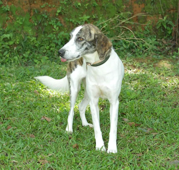Cachorro ra a SRD idade 2 anos nome CLARINHA - Uma bebe