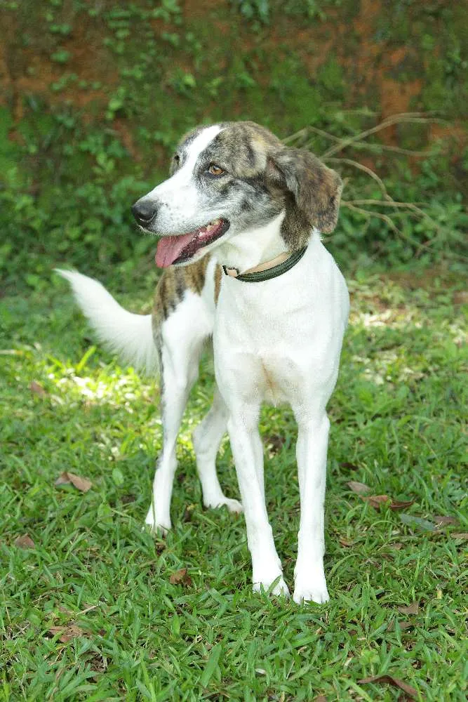 Cachorro ra a SRD idade 2 anos nome CLARINHA - Uma bebe