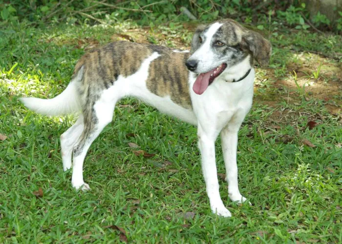 Cachorro ra a SRD idade 2 anos nome CLARINHA - Uma bebe