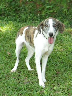 Cachorro raça SRD idade 2 anos nome CLARINHA - Uma bebe