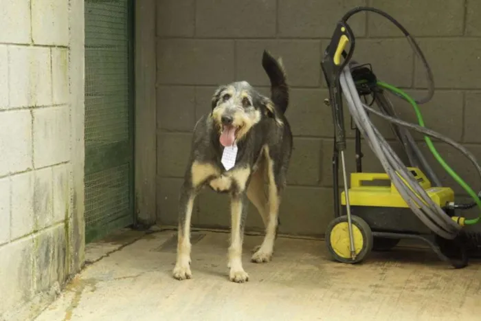 Cachorro ra a SRD idade 4 anos nome KIKO - Mulekão lindo!