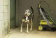 KIKO - Mulekão lindo!