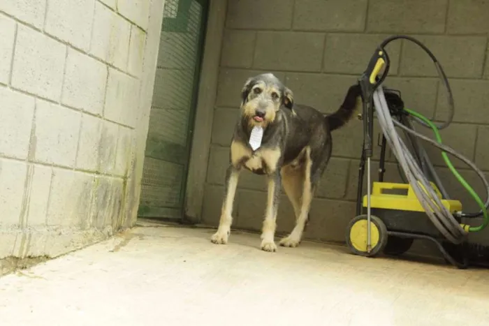 Cachorro ra a SRD idade 4 anos nome KIKO - Mulekão lindo!