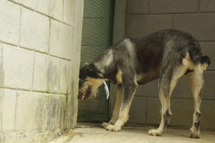 Cachorro ra a SRD idade 4 anos nome KIKO - Mulekão lindo!
