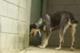 KIKO - Mulekão lindo!