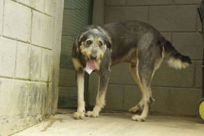 Cachorro ra a SRD idade 4 anos nome KIKO - Mulekão lindo!