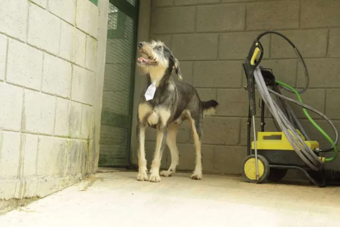 Cachorro ra a SRD idade 4 anos nome KIKO - Mulekão lindo!