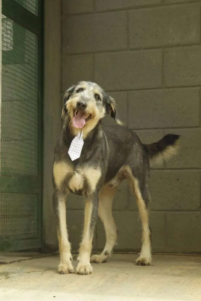 Cachorro ra a SRD idade 4 anos nome KIKO - Mulekão lindo!