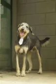 KIKO - Mulekão lindo!