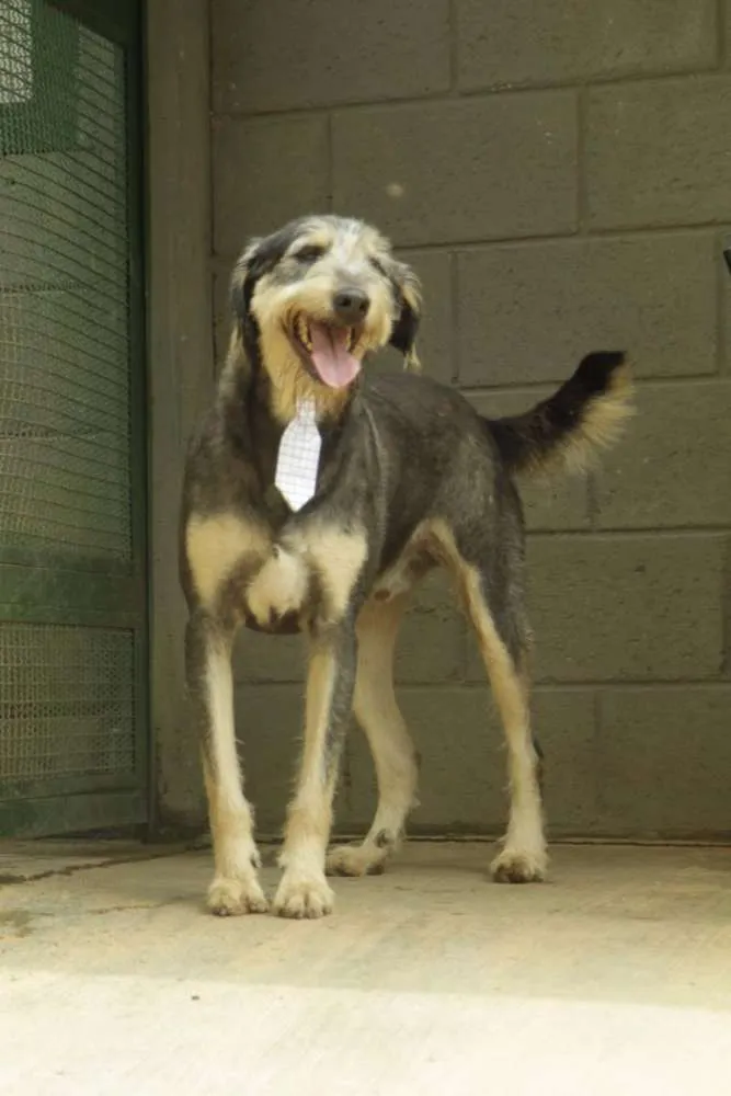 Cachorro ra a SRD idade 4 anos nome KIKO - Mulekão lindo!