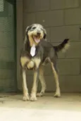 KIKO - Mulekão lindo!