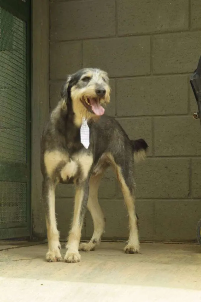 Cachorro ra a SRD idade 4 anos nome KIKO - Mulekão lindo!