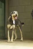 KIKO - Mulekão lindo!