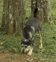 KIKO - Mulekão lindo!