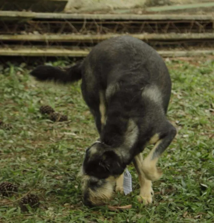 Cachorro ra a SRD idade 4 anos nome KIKO - Mulekão lindo!